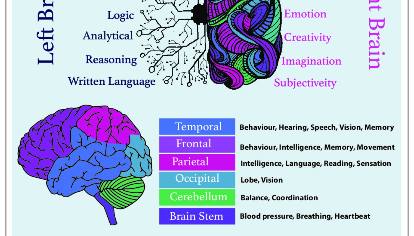 My Brain infograpgic final