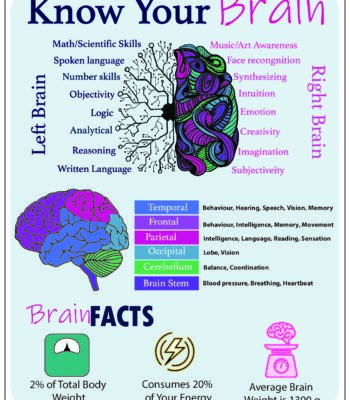 My Brain infograpgic final