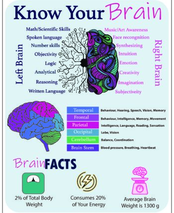 My Brain infograpgic final