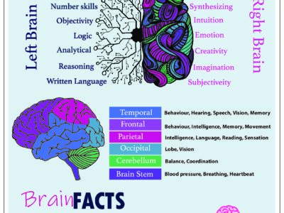 My Brain infograpgic final